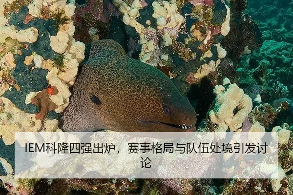 IEM科隆四强出炉，赛事格局与队伍处境引发讨论